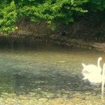 schwan